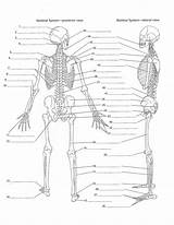 Skeleton Human Worksheet Printable Diagram Skeletal System Unlabeled Coloring Study Worksheets sketch template