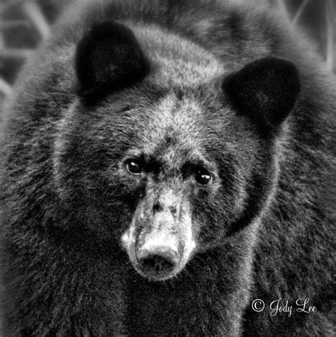 black bear black white bear photography nature etsy