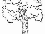 Coloring Tree Acacia Pages Getcolorings sketch template