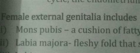 Female External Genitalia Includes I Mons Pubis A Cushion Of Fatt Ii