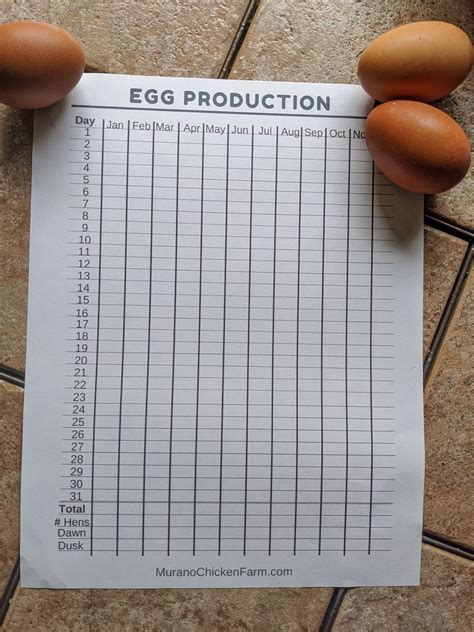 tracking egg production  hens murano chicken farm