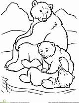 Coloring Bear Polar Pages Arctic Animals Animal Drawing Cub Family Printable Kids Bears Preschoolers Cubs Outline Habitat Colouring Sheets Baby sketch template