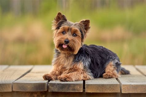 breed yorkshire terrier highland canine training