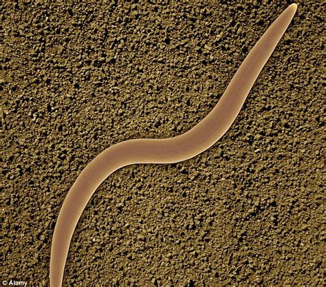 new york worms have killer sperm that causes females to die early