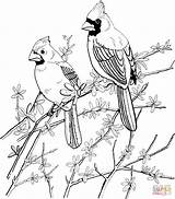 Coloring Pages Adult Red Cardinals Printable Cardinal Two sketch template
