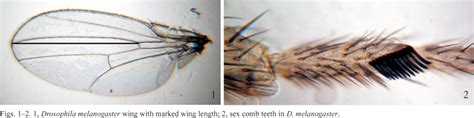 are larger and or more symmetrical drosophila melanogaster