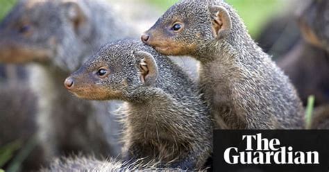 In Pictures Banded Brothers Mongoose Group Stars Of New Bbc Show