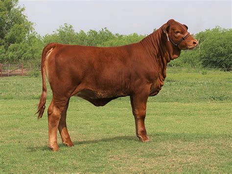 lot 30 lmc bbs darla 5d 202 simbrah show heifer prospect cattle in motion cattle auctions