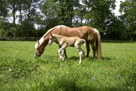 haflinger horses beginner friendly facts traits