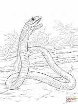 Mamba Negra Schlange Malvorlagen Reptilien Dibujo Schlangen Serpent Ausdrucken Realistische Supercoloring Designlooter Anaconda sketch template