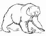 Coloring Grizzly 1332 85kb Cub sketch template