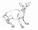 Cat Drawing Hairless Getdrawings Sphynx sketch template