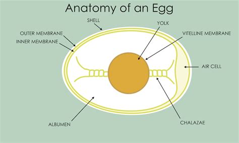 nutrition   egg life  lived