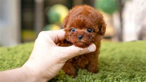 dog   cutest dog   world