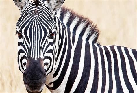 jose  hernandez world  color  zebras