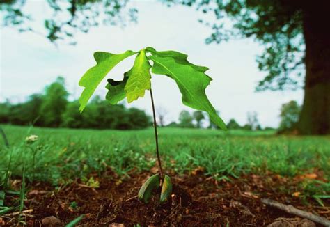 successfully grow  oak tree  planting  acorn plants trees