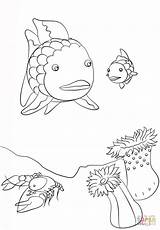 Arcobaleno Regenbogenfisch Fisch Pesci Ausmalbild Ausmalbilder Pesce Kleurplaat Piccoli Regenboogvis Turco Supercoloring Crawfish Kleiner Gambero Regenboog Puntinismo Ausdrucken Stampare Vis sketch template