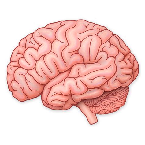 brain lateral view stock art