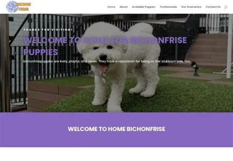 bichonfrise puppy scam website dcbichonfrisepuppiescom reported