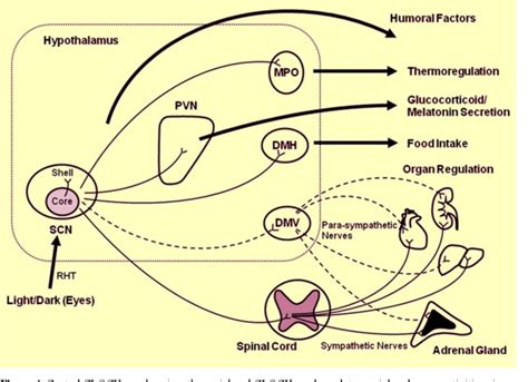 Figure 4 From Stress Endocrine Physiology And Pathophysiology
