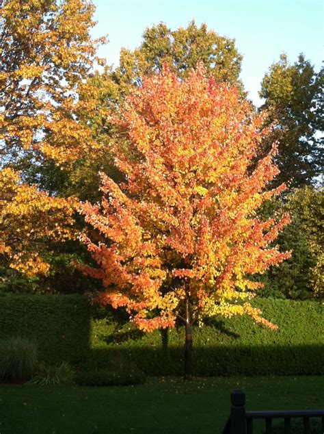 backyard maple tree show  fall colors autumn scenes