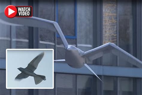 chinese military deploys drones disguised  birds  spy  nation daily star