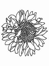 Girasole Girassol Sunflowers Girasoles Fiori Murcha Head Fiore Girasol Girasoli Testa Pintar Stampare Pdf Adulti Categorie sketch template