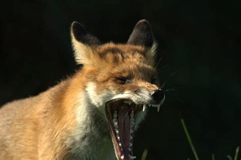 fox teeth photo    october    photograph flickr