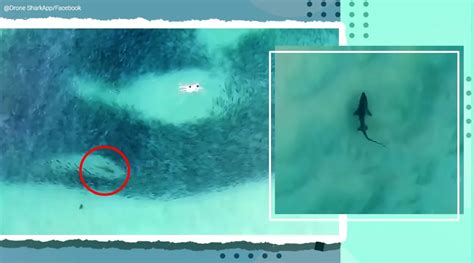 drone video shows people swimming  sharks   hunt   school
