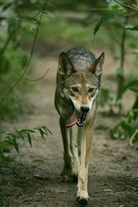 filered wolf los originaljpg wikimedia commons