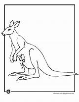 Kangaroo Australien Kleurplaat sketch template