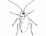 Coloring Cockroach Large Cockroaches Coloringcrew Pages sketch template