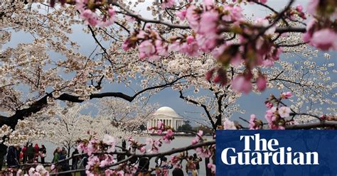 Eyewitness National Cherry Blossom Festival World News The Guardian