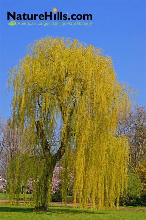 Weeping Willow Tree Weeping Willow Tree Online Plant