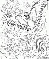 Papageien Malvorlagen Schmuckstück Fliegen sketch template