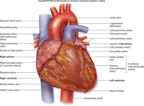 heart diagram anatomy