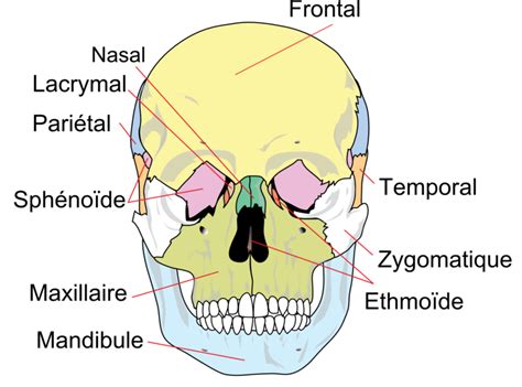 definition cranium
