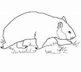 Wombat Coloring Walking Pages Drawing Printable Supercoloring Drawings Designlooter Color Categories Getdrawings 1080px 21kb 1200 sketch template