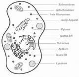 Zellorganellen Zelle Tierzelle Aufbau Zellkern Funktion Studyhelp Lernen Biologie Woraus Besteht Lösungen sketch template