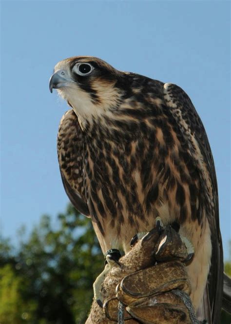study finds falcons born drone hunters