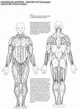 Coloring Muscles Human Pages Key Muscular System Anatomy Muscle Printable Sheets Via Info Worksheets Popular sketch template