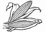 Corn Coloring Ear Getcolorings sketch template