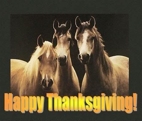 happy thanksgiving canada happy thanksgiving beautiful horse