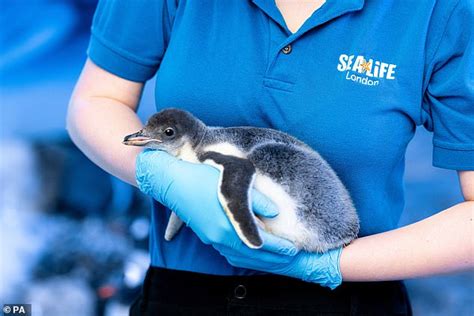 lesbian penguin couple at sea life london finally get their own chick daily mail online