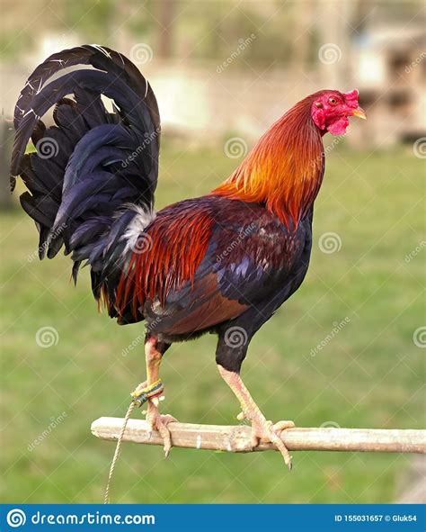 the cock rooster absolute champion of cock fighting on the philippine