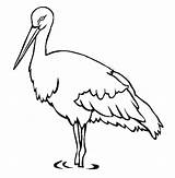 Stork Cegonha Lago Patas Colorir Endangered Tudodesenhos Imprimir Designlooter Thecolor sketch template