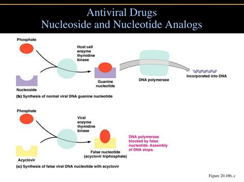 Ppt Antimicrobial Drugs Powerpoint Presentation Free Download Id