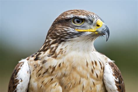 ferruginous hawk