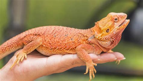 types  bearded dragons view  types colors species