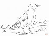 Crow Coloring Pages American Printable Drawing Color Outline Crows Sketch sketch template
